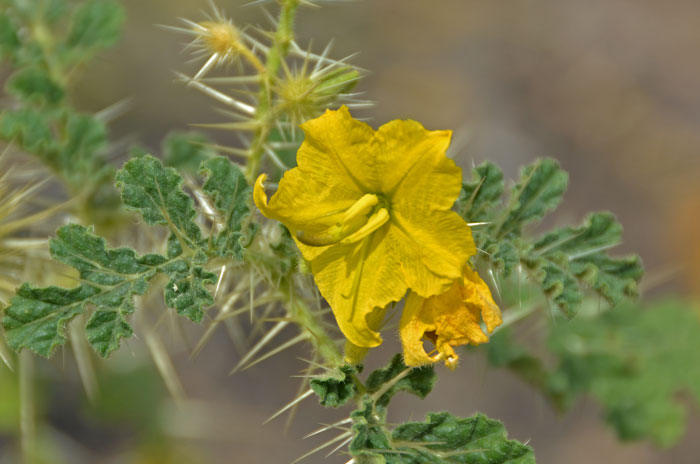 Buffalobur Nightshade has small showy yellow flowers that bloom from June to August and from May to September in Texas. Solanum rostratum Buffalobur Nightshade has small showy yellow flowers that bloom from June to August and from May to September in Texas. Solanum rostratum